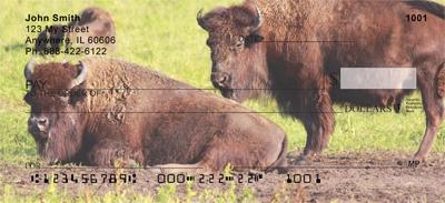 Bison Resting