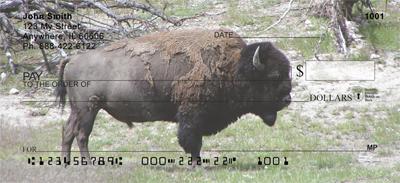 Bison In The Field