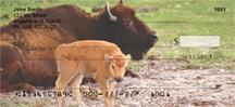 Bison Calf