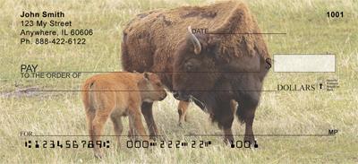 Bison Calf