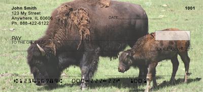 Bison Calf