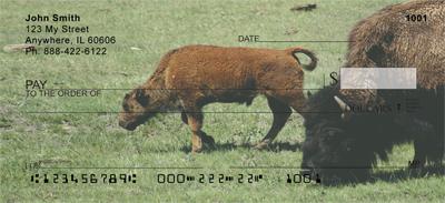 Bison Calf
