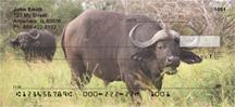 African Buffalo