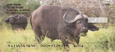 African Buffalo