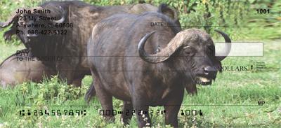 African Buffalo