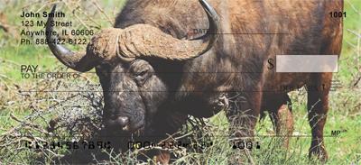 African Buffalo