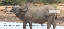 Cape Buffalo