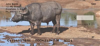 Cape Buffalo