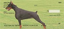 Attentive Dobermans