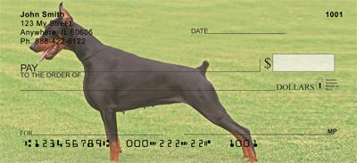 Attentive Dobermans