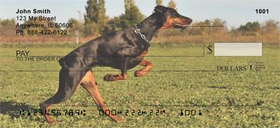 Attentive Dobermans