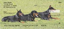 Resting Dobermans