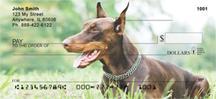 Brown Dobermans