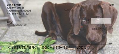 Brown Dobermans