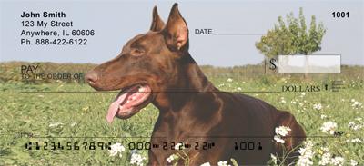 Brown Dobermans