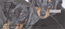 Doberman Puppies