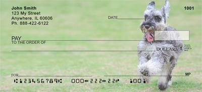 Playful Schnauzers