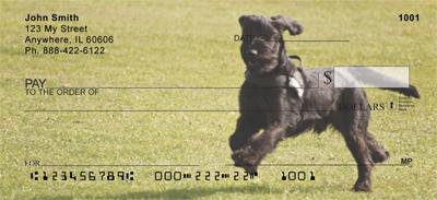 Playful Schnauzers