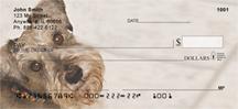 Gazing Schnauzers