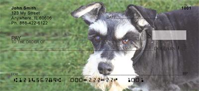 Gazing Schnauzers