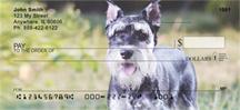 Lovable Schnauzers