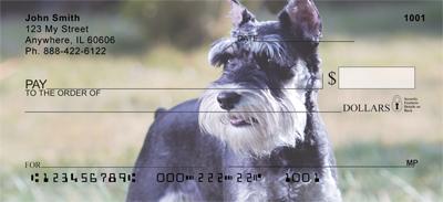 Lovable Schnauzers