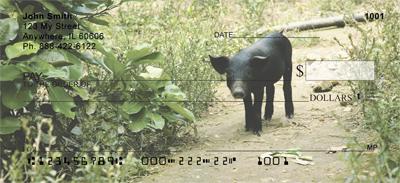 Black Pigs