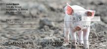 Muddy Pigs