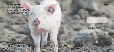 Muddy Pigs