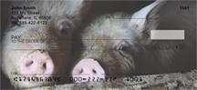 Shy Pigs
