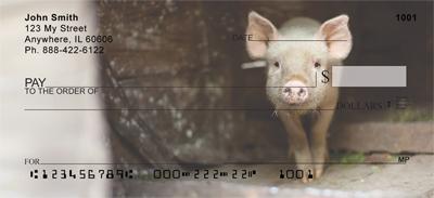 Shy Pigs