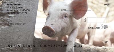 Shy Pigs