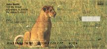 Baby Safari