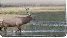 Elk In The River