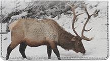 Winter Elk