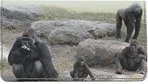 Gorilla Families