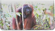 Orangutan In The Wild