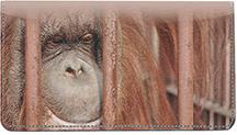 Captive Orangutan