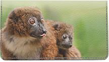 Red-bellied Lemurs