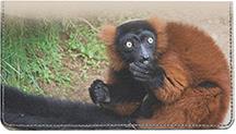 Curious Lemur