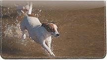 Playful Jack Russells