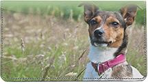 Jack Russells In The Grass