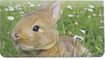Cute Bunny