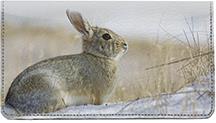 Cotton Tail Rabbit