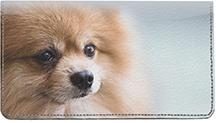 Cute Pomeranian