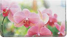Moth Orchids