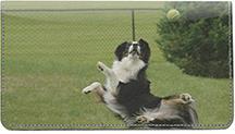 Playful Australian Shepherds