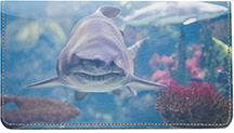 Reef Sharks