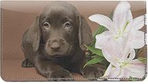 Chocolate Labrador Puppies