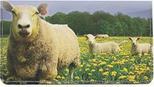Sheeps and Lambs